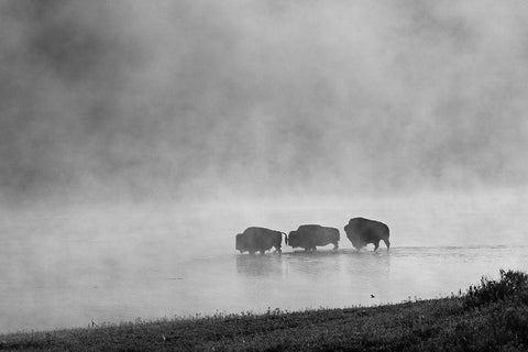 Bison crossing Yellowstone River, Yellowstone National Park Black Ornate Wood Framed Art Print with Double Matting by Peaco, Jim