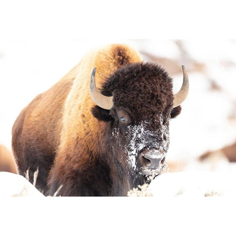 Bison face with snow, Yellowstone National Park White Modern Wood Framed Art Print by The Yellowstone Collection