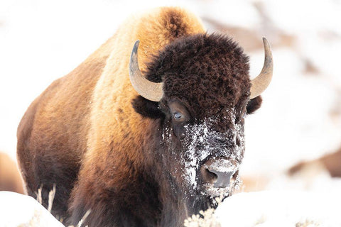 Bison face with snow, Yellowstone National Park Black Ornate Wood Framed Art Print with Double Matting by The Yellowstone Collection