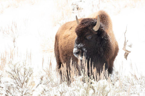 Bison feeding in the snow, Yellowstone National Park White Modern Wood Framed Art Print with Double Matting by Frank, Jacob W.