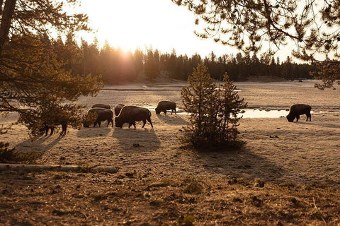 Bison graze near Norris Junction, Yellowstone National Park White Modern Wood Framed Art Print with Double Matting by The Yellowstone Collection