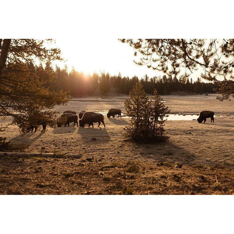 Bison graze near Norris Junction, Yellowstone National Park Black Modern Wood Framed Art Print with Double Matting by The Yellowstone Collection