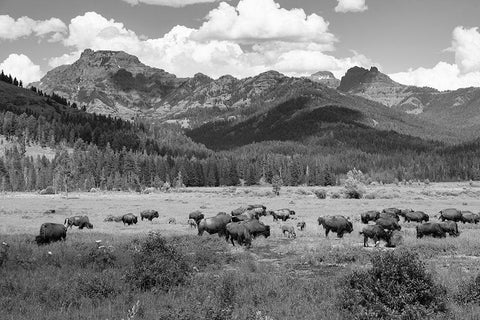 Bison grazing in Round Prairie, Yellowstone National Park White Modern Wood Framed Art Print with Double Matting by Frank, Jacob W.