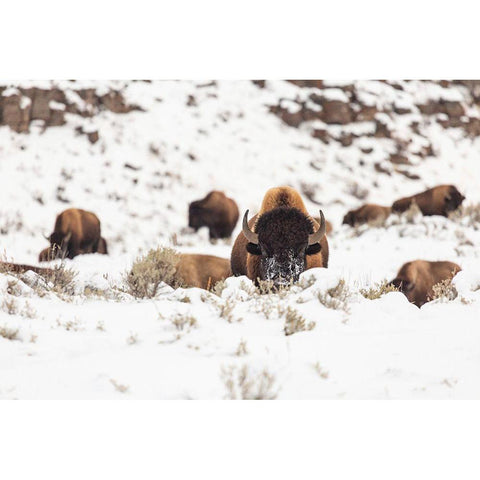 Bison group in snow, Yellowstone National Park Gold Ornate Wood Framed Art Print with Double Matting by Spice, Josh