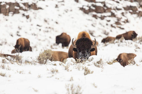 Bison group in snow, Yellowstone National Park White Modern Wood Framed Art Print with Double Matting by Spice, Josh