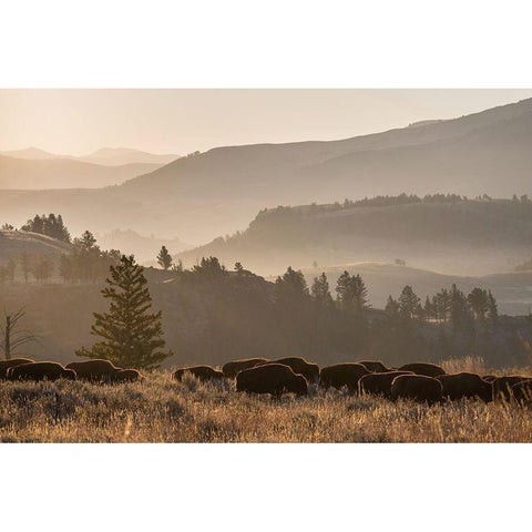 Bison herd, Lamar Valley, Yellowstone National Park White Modern Wood Framed Art Print by The Yellowstone Collection