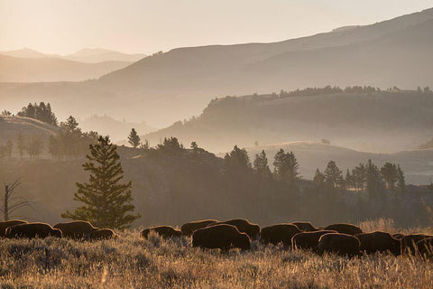 Bison herd, Lamar Valley, Yellowstone National Park White Modern Wood Framed Art Print with Double Matting by The Yellowstone Collection