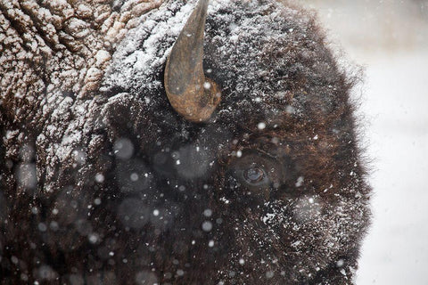 Bison in snow, Mammoth Hot Springs, Yellowstone National Park Black Ornate Wood Framed Art Print with Double Matting by The Yellowstone Collection