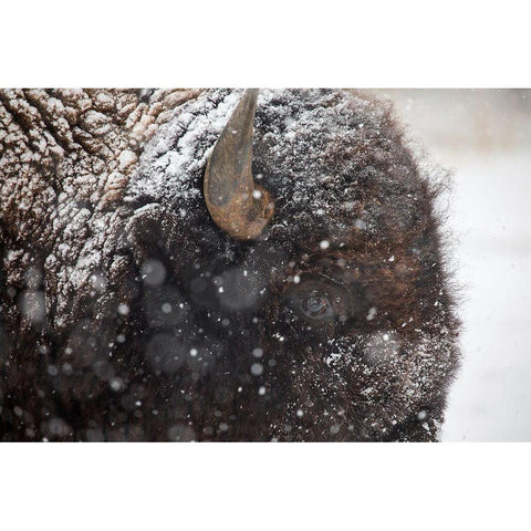 Bison in snow, Mammoth Hot Springs, Yellowstone National Park Black Modern Wood Framed Art Print with Double Matting by The Yellowstone Collection