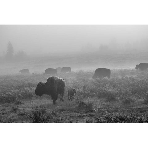 Bison in the fog, Swan Lake Flat, Yellowstone National Park White Modern Wood Framed Art Print by The Yellowstone Collection