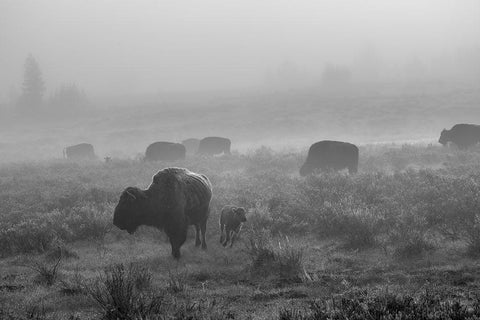 Bison in the fog, Swan Lake Flat, Yellowstone National Park White Modern Wood Framed Art Print with Double Matting by The Yellowstone Collection