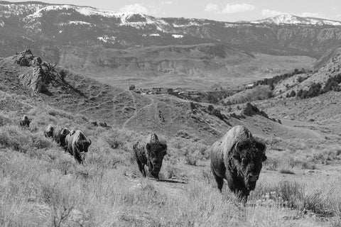 Bison at Gardiner Basin, Yellowstone National Park White Modern Wood Framed Art Print with Double Matting by The Yellowstone Collection