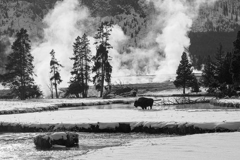 Bison near Biscuit Basin, Yellowstone National Park Black Ornate Wood Framed Art Print with Double Matting by The Yellowstone Collection