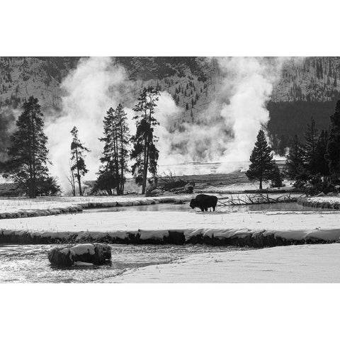 Bison near Biscuit Basin, Yellowstone National Park White Modern Wood Framed Art Print by The Yellowstone Collection