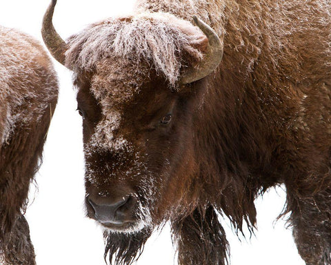 Bison near Elk Park, Yellowstone National Park White Modern Wood Framed Art Print with Double Matting by Peaco, Jim