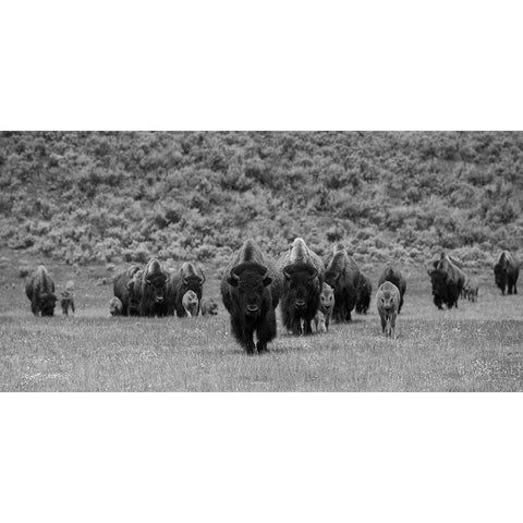 Bison on the move, Lamar Valley, Yellowstone National Park Black Modern Wood Framed Art Print with Double Matting by The Yellowstone Collection