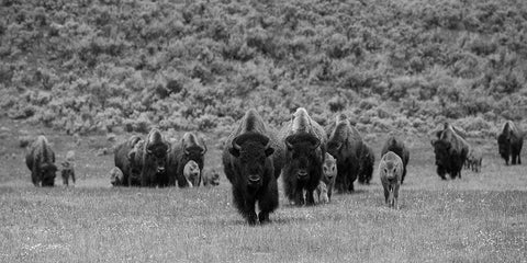 Bison on the move, Lamar Valley, Yellowstone National Park Black Ornate Wood Framed Art Print with Double Matting by The Yellowstone Collection