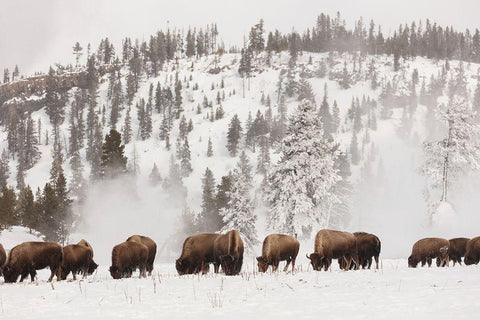 Bison along the Firehole River, Yellowstone National Park White Modern Wood Framed Art Print with Double Matting by The Yellowstone Collection
