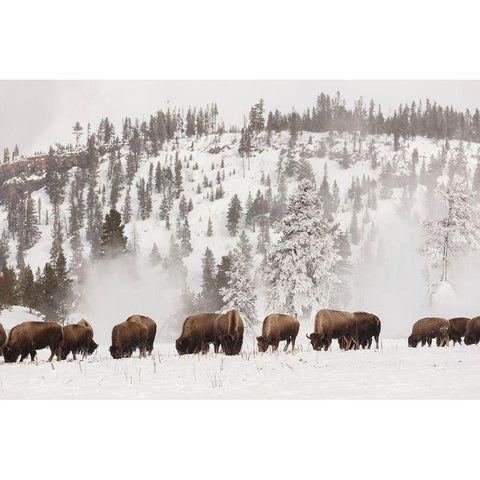Bison along the Firehole River, Yellowstone National Park Gold Ornate Wood Framed Art Print with Double Matting by The Yellowstone Collection