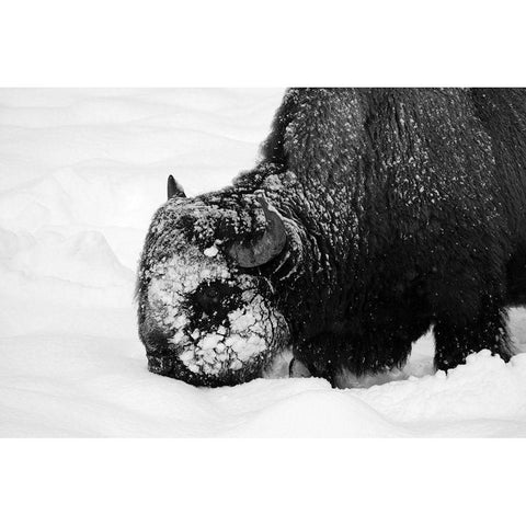Bison Snow Plough near Rainy Lake, Yellowstone National Park White Modern Wood Framed Art Print by Renkin, Diane