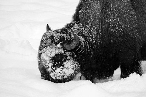 Bison Snow Plough near Rainy Lake, Yellowstone National Park White Modern Wood Framed Art Print with Double Matting by Renkin, Diane