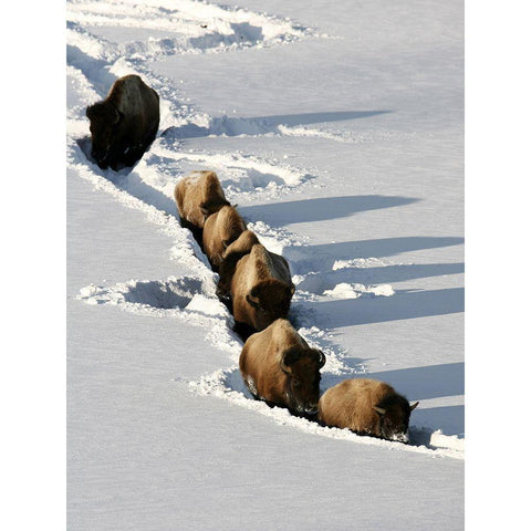 Bison near Tower Junction, Yellowstone National Park Gold Ornate Wood Framed Art Print with Double Matting by Peaco, Jim