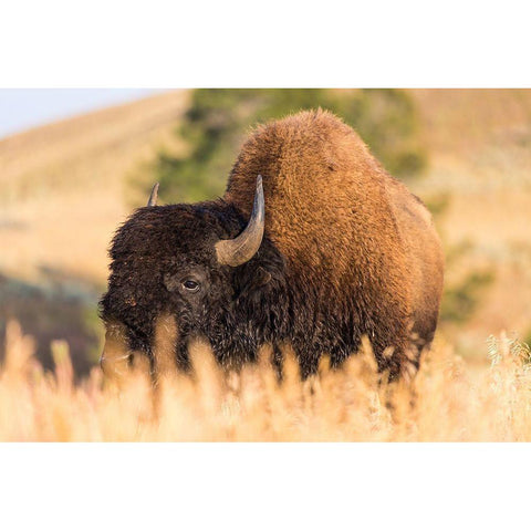 Bison, Blacktail Deer Plateau, Yellowstone National Park Black Modern Wood Framed Art Print with Double Matting by The Yellowstone Collection