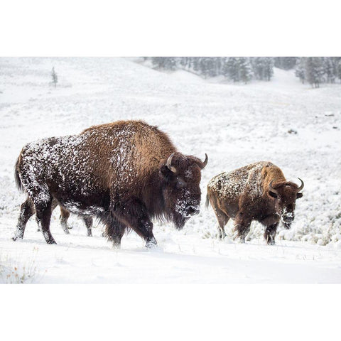 Bison I, Lamar Valley, Yellowstone National Park White Modern Wood Framed Art Print by The Yellowstone Collection