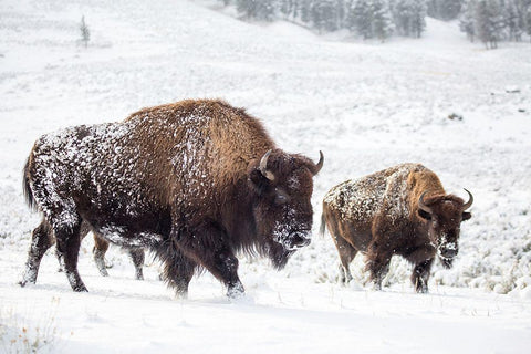 Bison I, Lamar Valley, Yellowstone National Park Black Ornate Wood Framed Art Print with Double Matting by The Yellowstone Collection