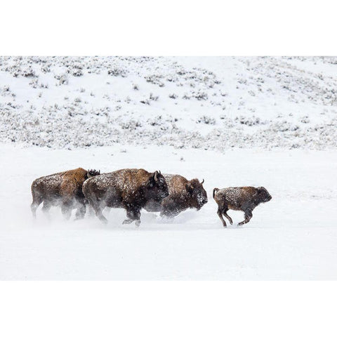 Bison II, Lamar Valley, Yellowstone National Park Gold Ornate Wood Framed Art Print with Double Matting by The Yellowstone Collection