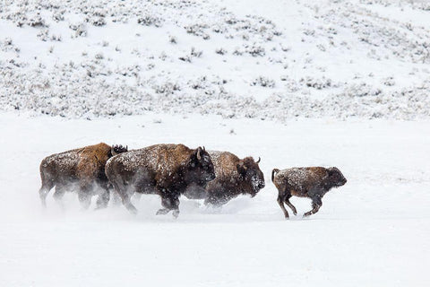 Bison II, Lamar Valley, Yellowstone National Park White Modern Wood Framed Art Print with Double Matting by The Yellowstone Collection