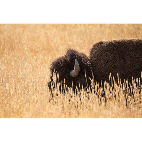 Bison III, Lamar Valley, Yellowstone National Park Gold Ornate Wood Framed Art Print with Double Matting by The Yellowstone Collection