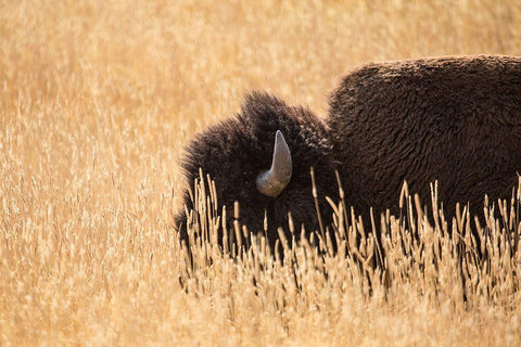 Bison III, Lamar Valley, Yellowstone National Park White Modern Wood Framed Art Print with Double Matting by The Yellowstone Collection