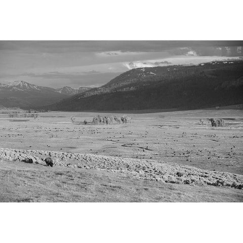 Bison IV, Lamar Valley, Yellowstone National Park Black Modern Wood Framed Art Print with Double Matting by The Yellowstone Collection