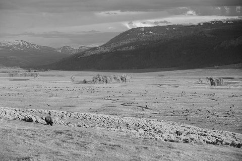 Bison IV, Lamar Valley, Yellowstone National Park White Modern Wood Framed Art Print with Double Matting by The Yellowstone Collection