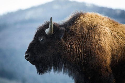 Bison V, Lamar Valley, Yellowstone National Park White Modern Wood Framed Art Print with Double Matting by The Yellowstone Collection