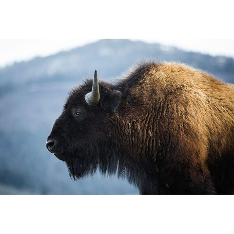 Bison V, Lamar Valley, Yellowstone National Park Black Modern Wood Framed Art Print with Double Matting by The Yellowstone Collection