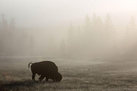 Bison, Lower Geyser Basin, Yellowstone National Park Black Ornate Wood Framed Art Print with Double Matting by The Yellowstone Collection