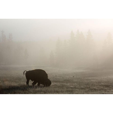 Bison, Lower Geyser Basin, Yellowstone National Park Black Modern Wood Framed Art Print with Double Matting by The Yellowstone Collection