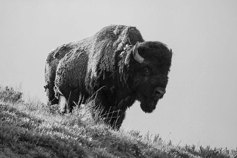 Bison, Yellowstone National Park Black Ornate Wood Framed Art Print with Double Matting by Restivo, David