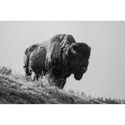 Bison, Yellowstone National Park White Modern Wood Framed Art Print by Restivo, David