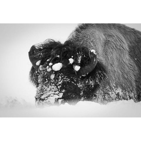 Close up of bison, Yellowstone National Park White Modern Wood Framed Art Print by Herbert, Neal