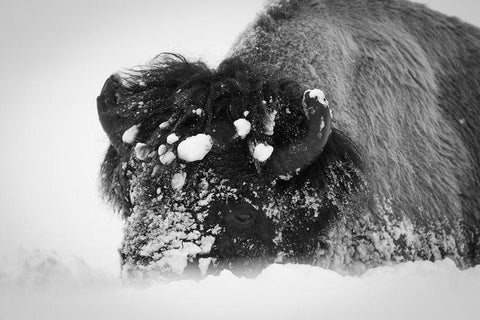 Close up of bison, Yellowstone National Park White Modern Wood Framed Art Print with Double Matting by Herbert, Neal