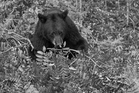 Black Bear near the Mammoth to Tower Road, Yellowstone National Park Black Ornate Wood Framed Art Print with Double Matting by Peaco, Jim