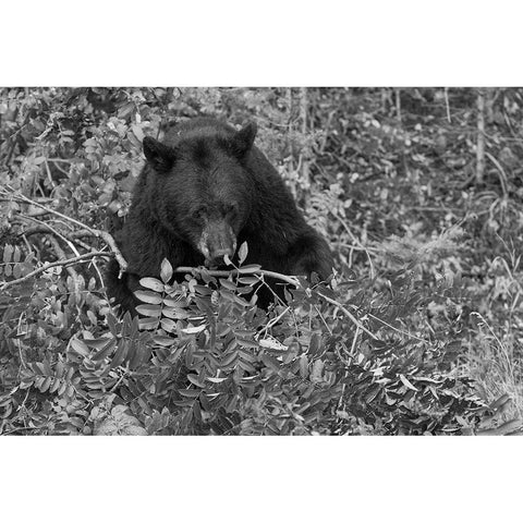 Black Bear near the Mammoth to Tower Road, Yellowstone National Park Black Modern Wood Framed Art Print with Double Matting by Peaco, Jim