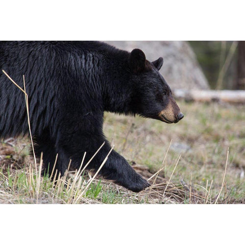 Black Bear, Yellowstone National Park Black Modern Wood Framed Art Print with Double Matting by The Yellowstone Collection