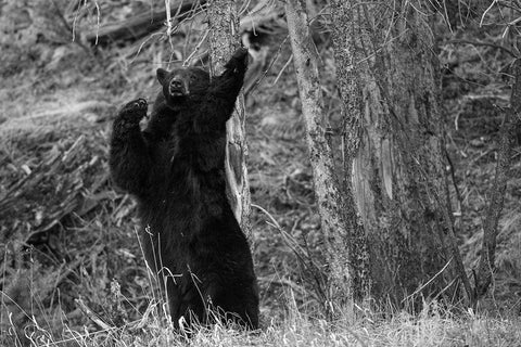 Black Bear near Phantom Lake, Yellowstone National Park White Modern Wood Framed Art Print with Double Matting by The Yellowstone Collection