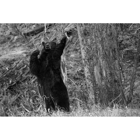Black Bear near Phantom Lake, Yellowstone National Park White Modern Wood Framed Art Print by The Yellowstone Collection