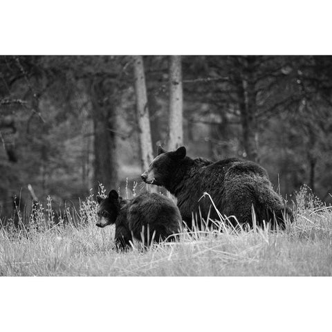 Black Bear Sow with Cub, Tower Fall, Yellowstone National Park Gold Ornate Wood Framed Art Print with Double Matting by The Yellowstone Collection