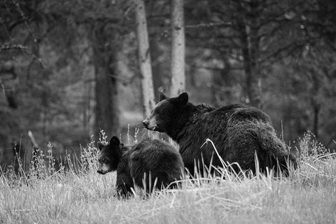 Black Bear Sow with Cub, Tower Fall, Yellowstone National Park Black Ornate Wood Framed Art Print with Double Matting by The Yellowstone Collection